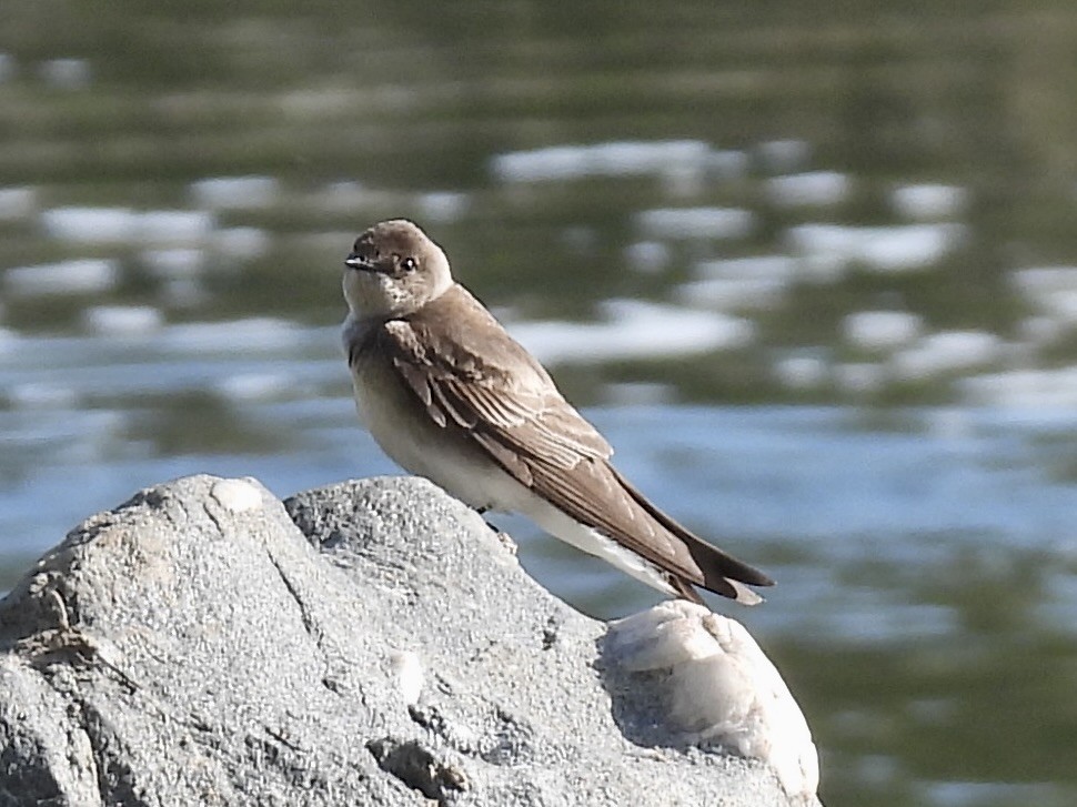 Northern Rough-winged Swallow - ML634290401