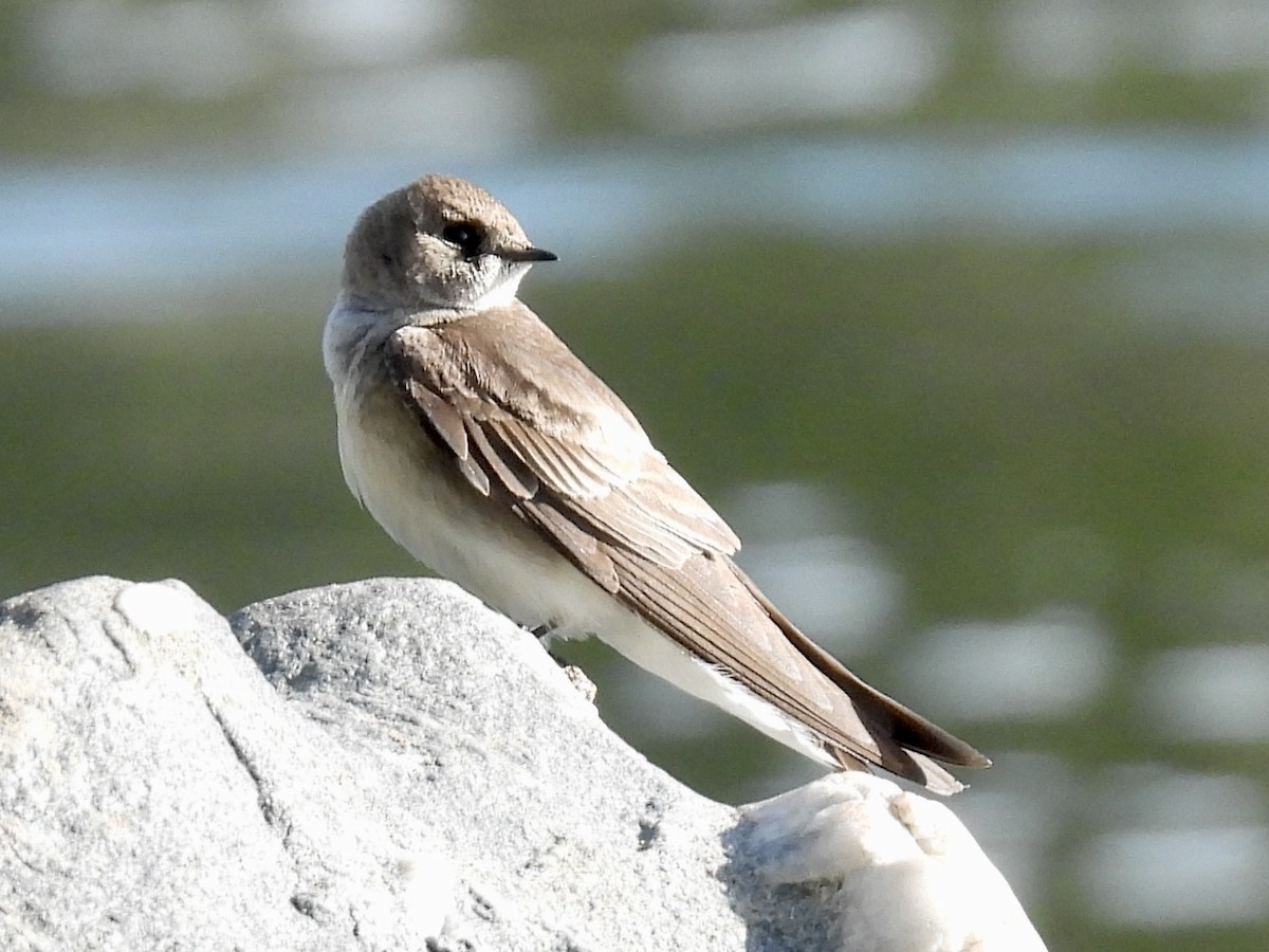Northern Rough-winged Swallow - ML634290402