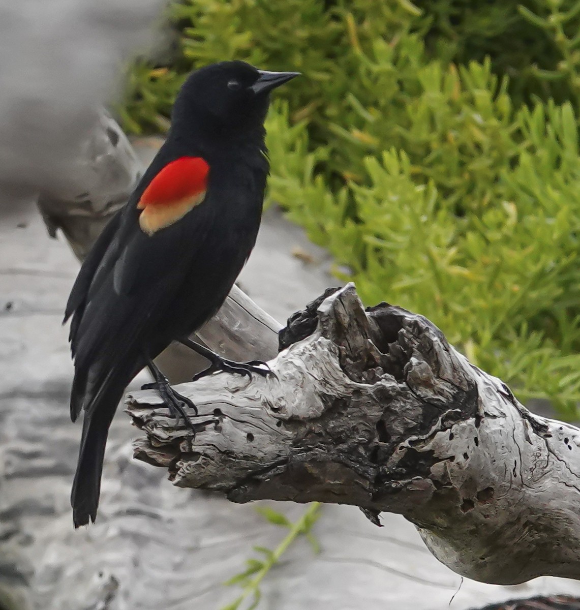 Red-winged Blackbird - ML634290434