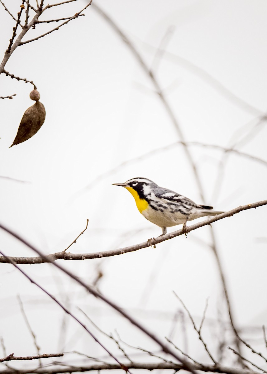 lesňáček zlatohrdlý - ML634290532