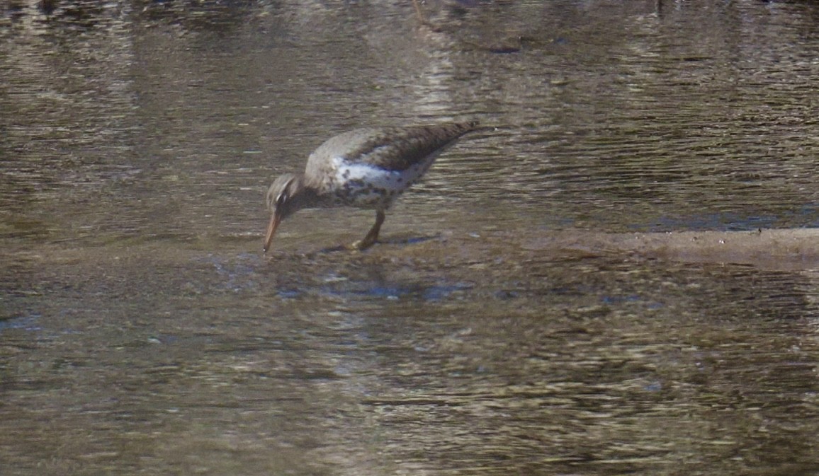 Spotted Sandpiper - ML634290651