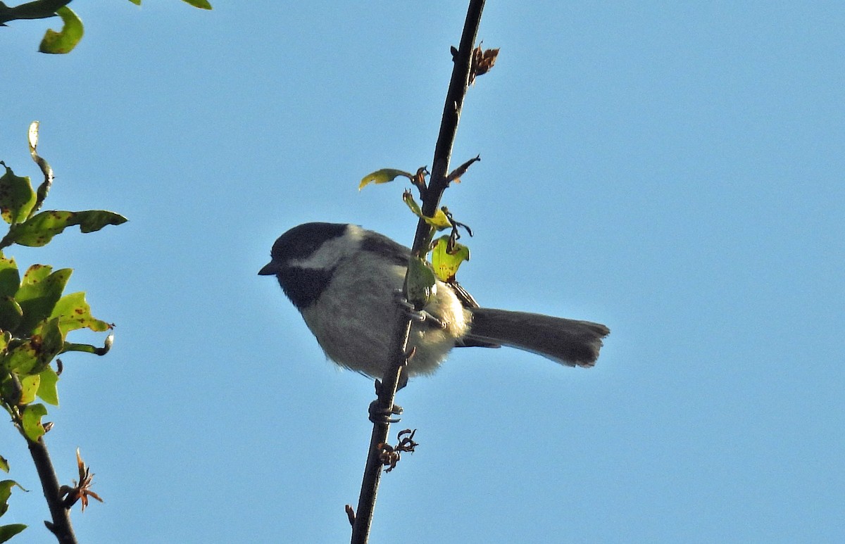 Carolina Chickadee - ML634290676