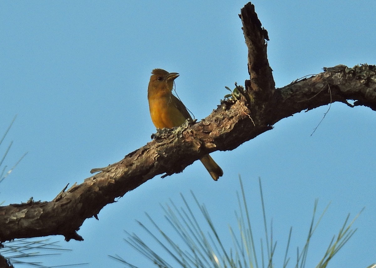 Summer Tanager - ML634290716