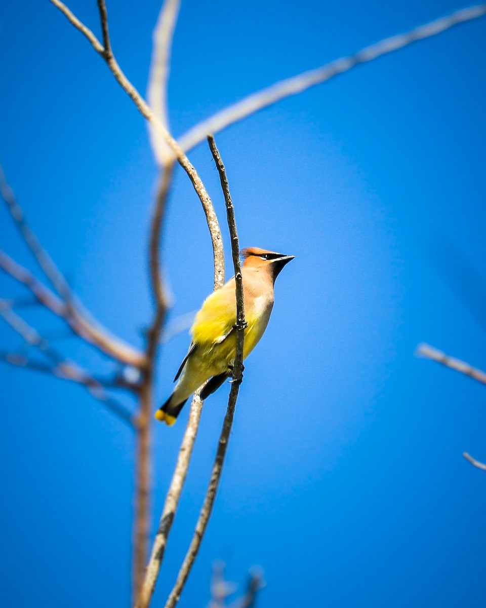 brkoslav americký - ML634290883