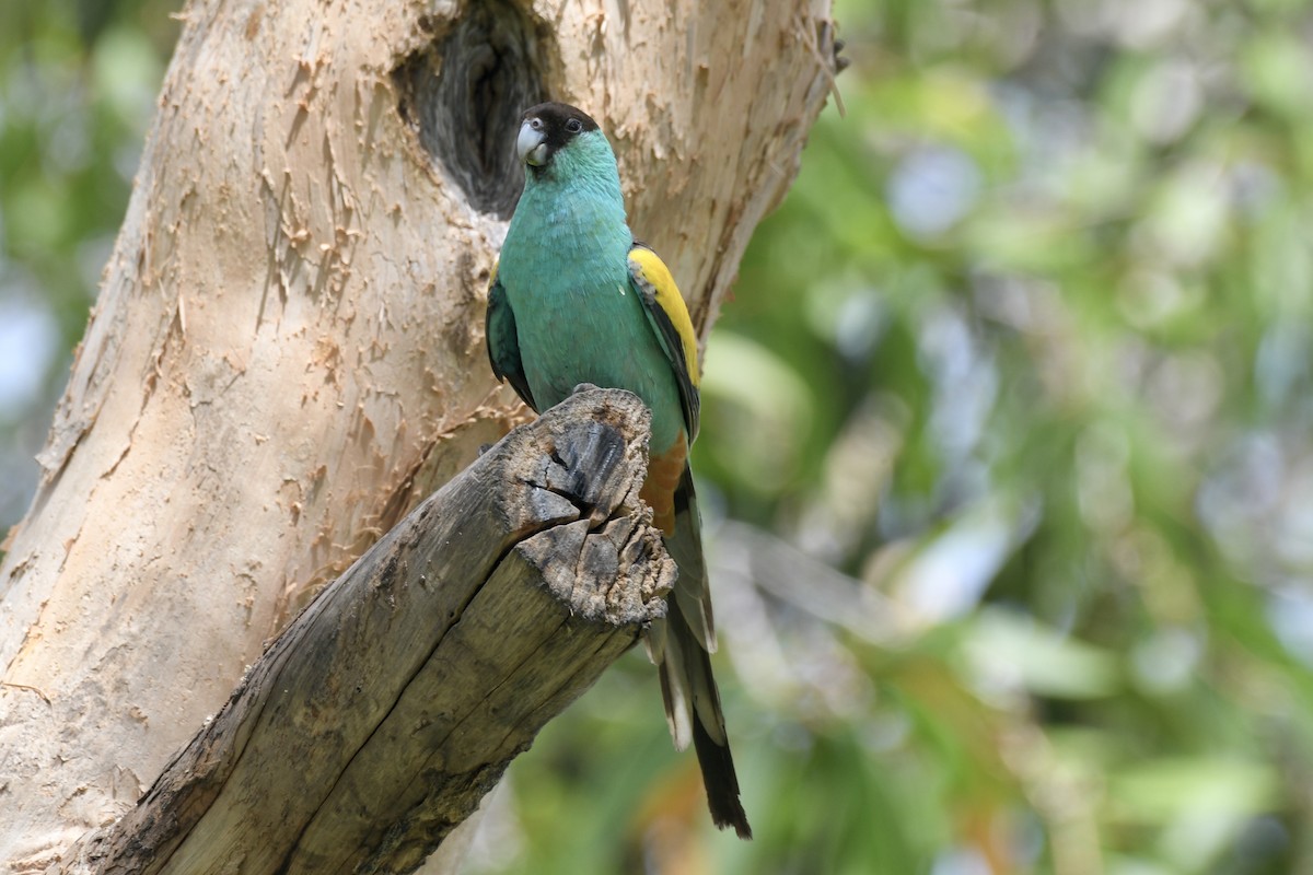 Hooded Parrot - ML634290919