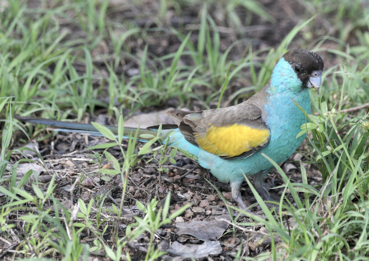 Hooded Parrot - ML634290969