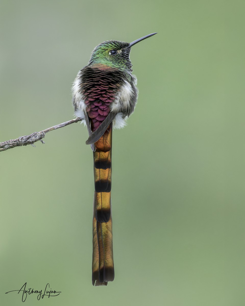 Red-tailed Comet - ML634291024