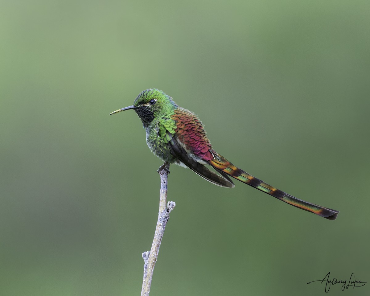 Red-tailed Comet - ML634291025