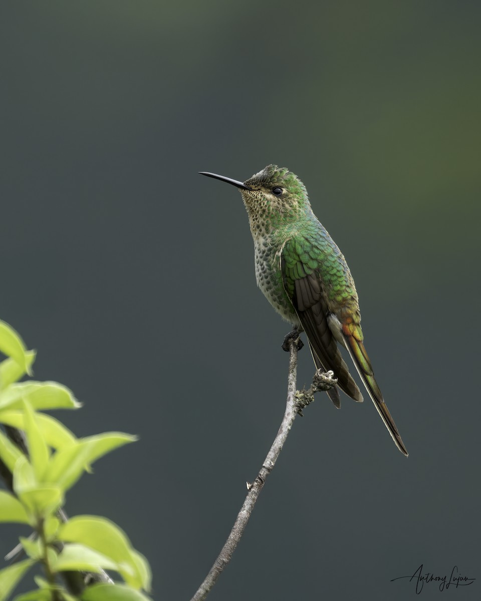 Red-tailed Comet - ML634291026