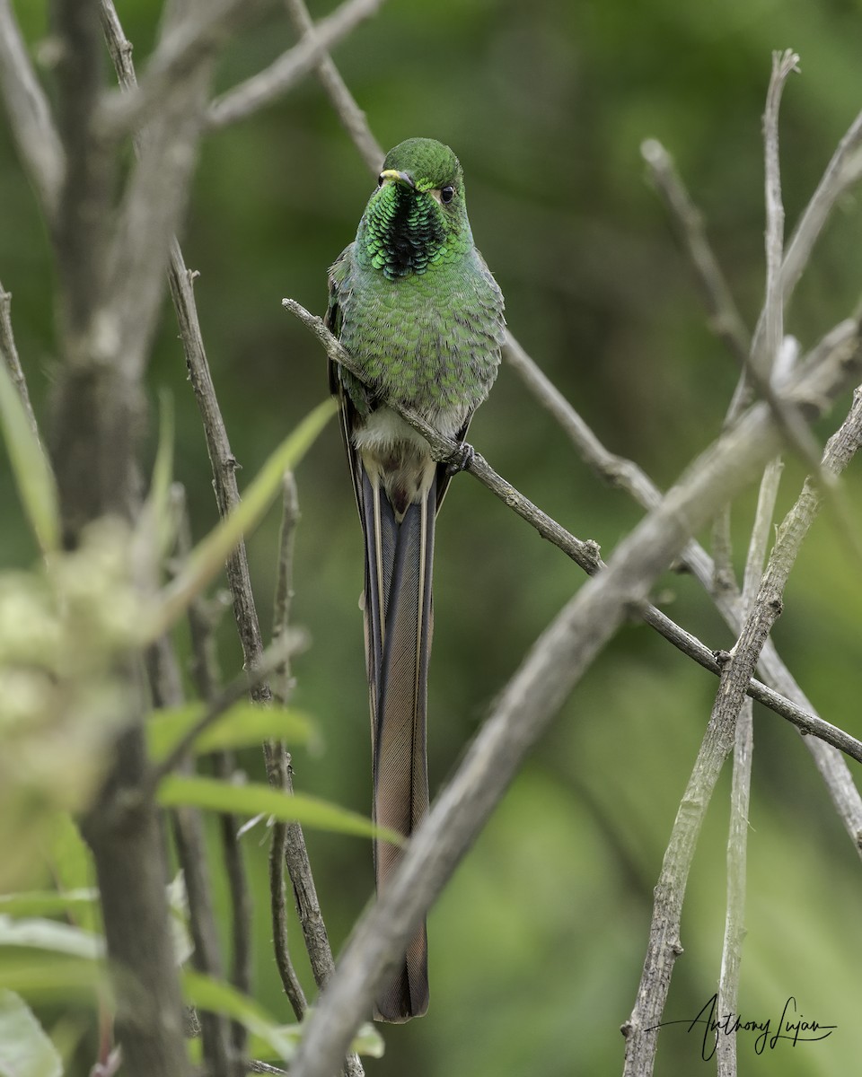 Red-tailed Comet - ML634291027