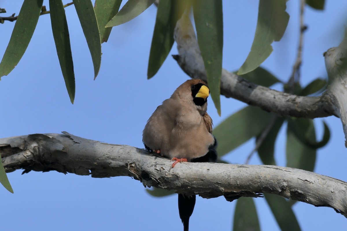 Masked Finch - ML634291052