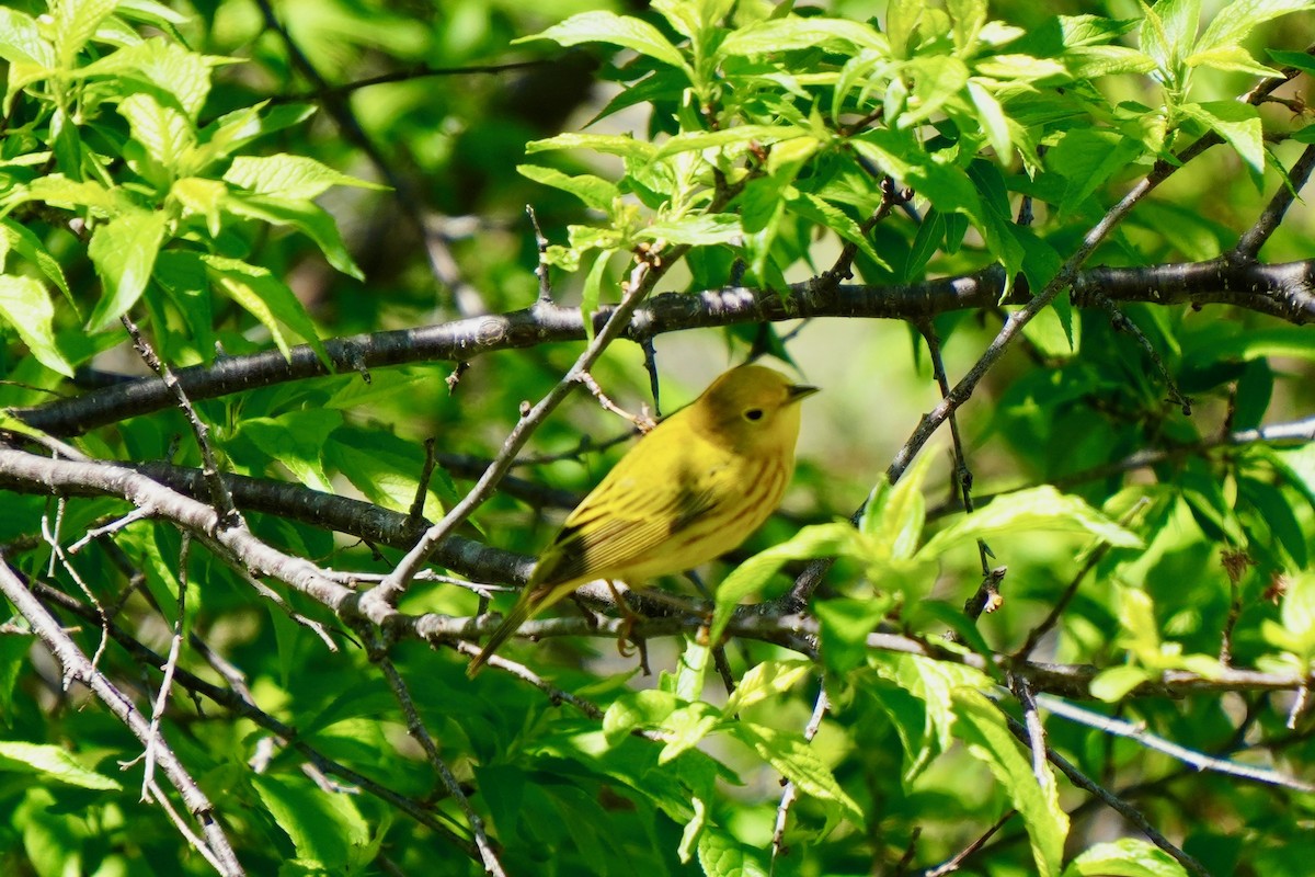Yellow Warbler - ML634291085