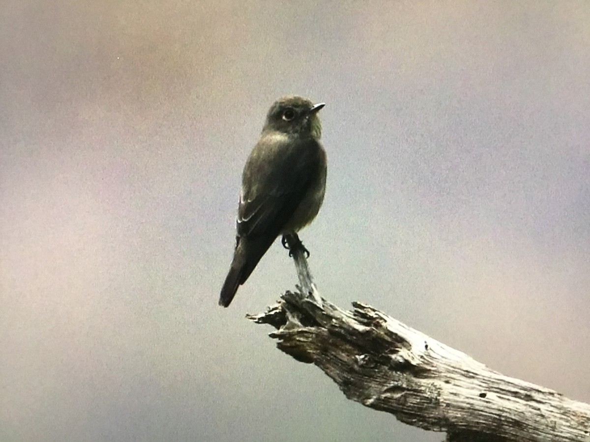 Dark-sided Flycatcher - ML634291092