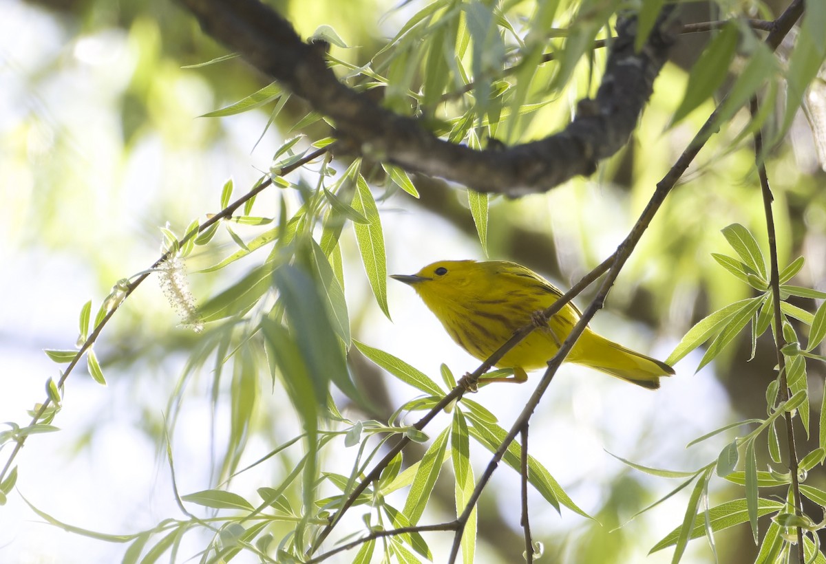 Yellow Warbler - ML634291144