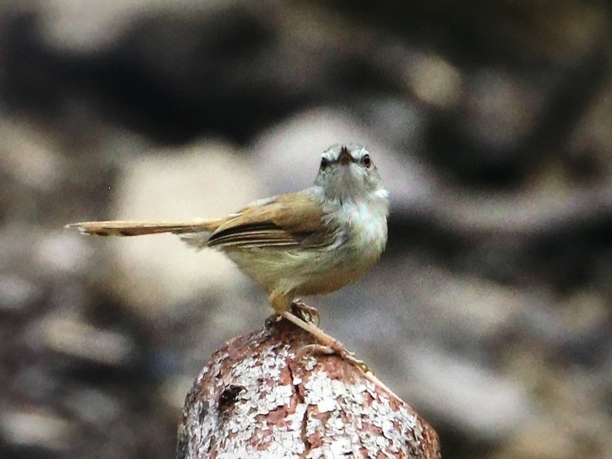 Rufescent Prinia - ML634291158