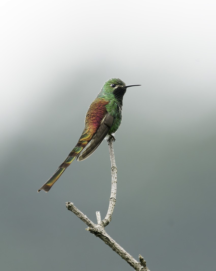 Red-tailed Comet - ML634291181