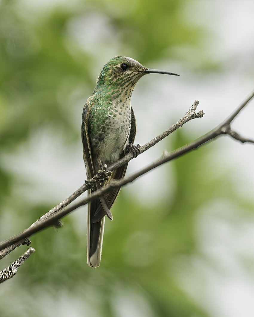 Red-tailed Comet - ML634291182