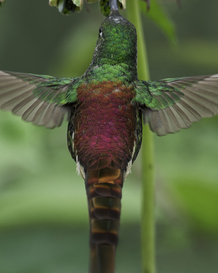 Red-tailed Comet - ML634291183