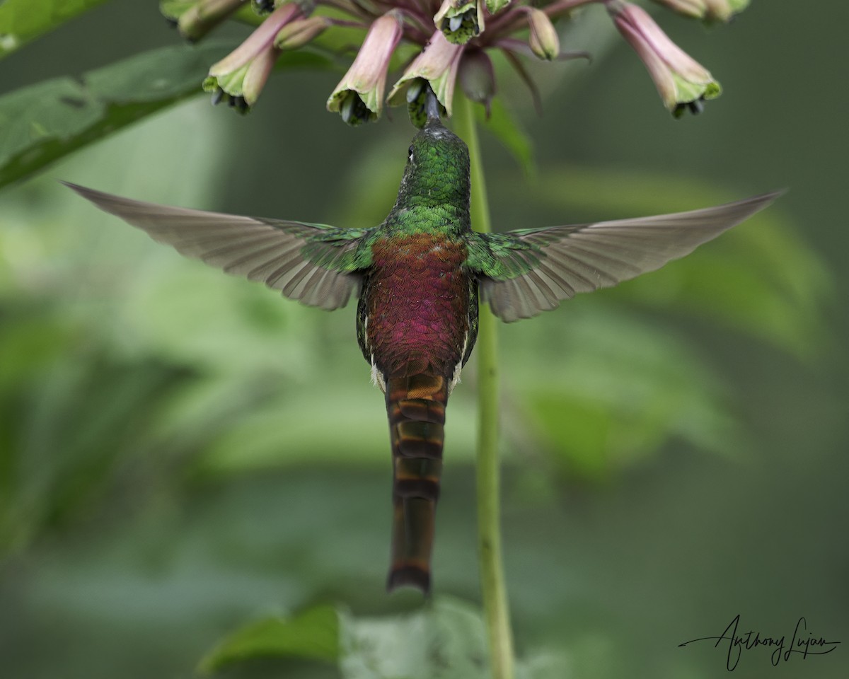 Red-tailed Comet - ML634291184