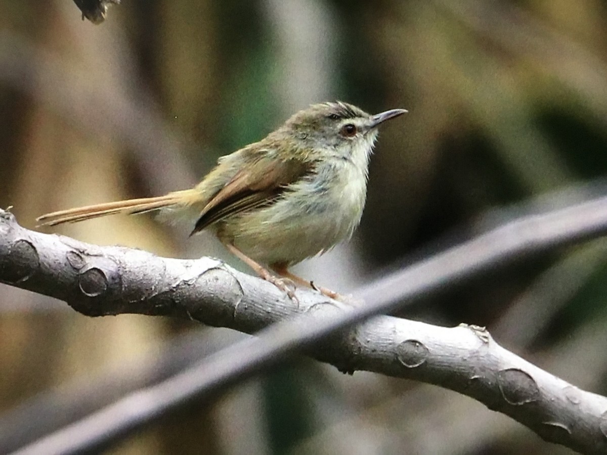 Rufescent Prinia - ML634291186