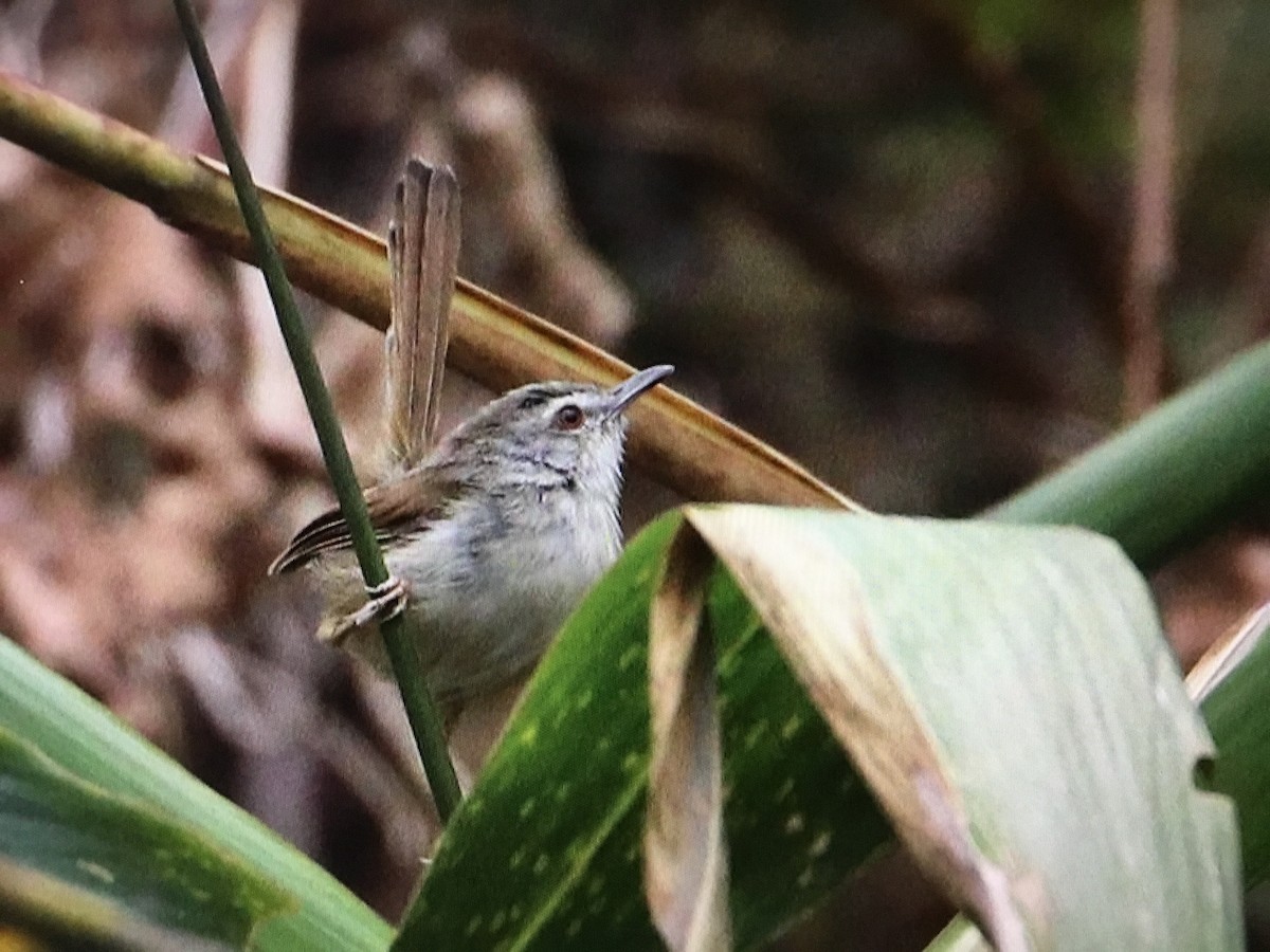 Rufescent Prinia - ML634291197