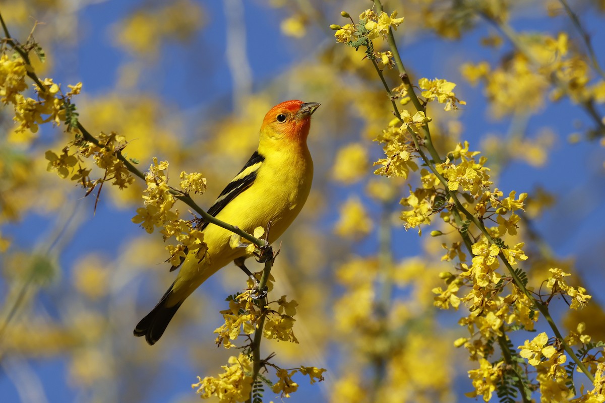 Western Tanager - Brian Jones