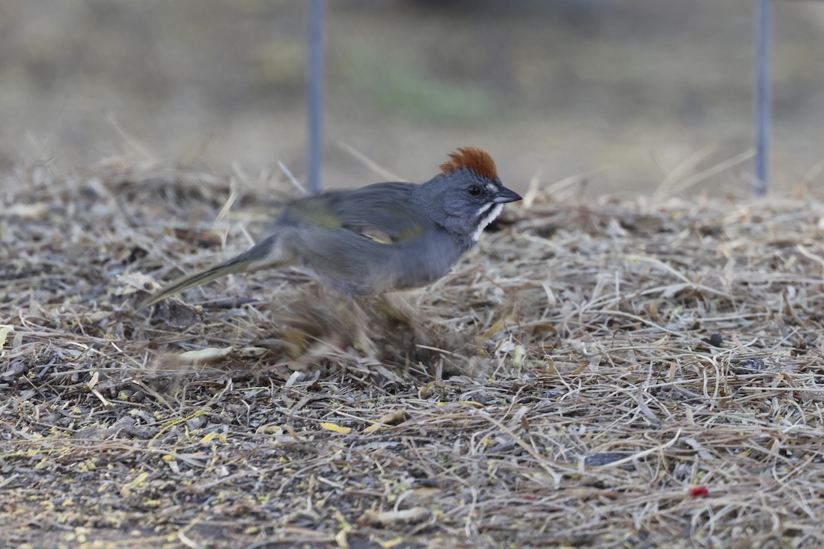 Green-tailed Towhee - Brian Jones