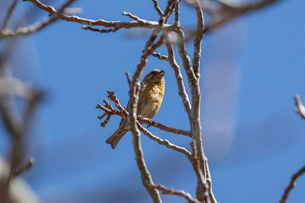 Red Crossbill (North African) - ML634291224