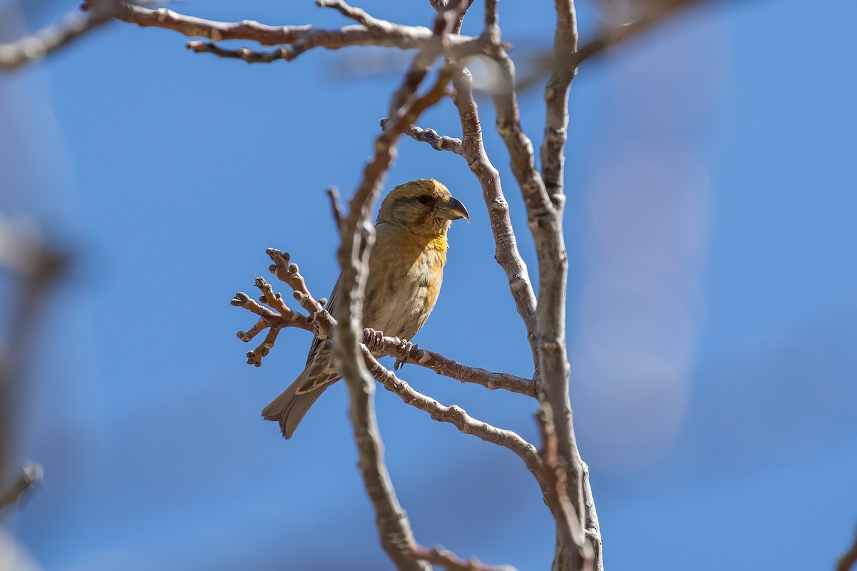 Red Crossbill (North African) - ML634291225