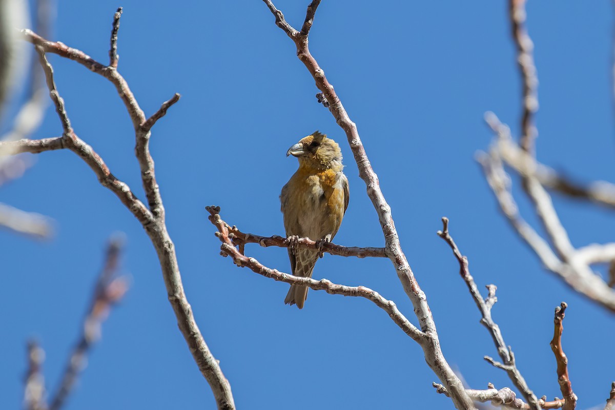 Red Crossbill (North African) - ML634291227