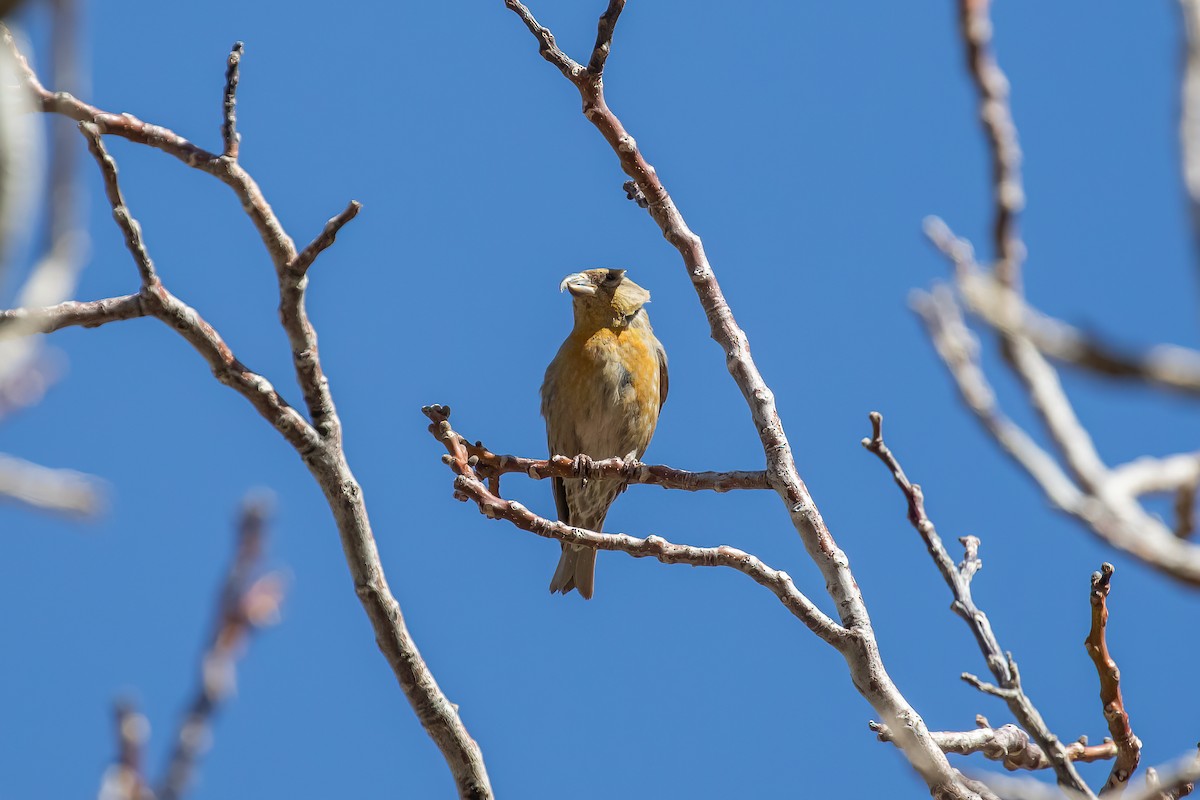 Red Crossbill (North African) - ML634291228