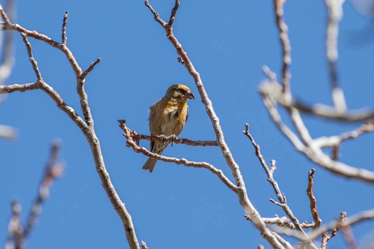 Red Crossbill (North African) - ML634291230