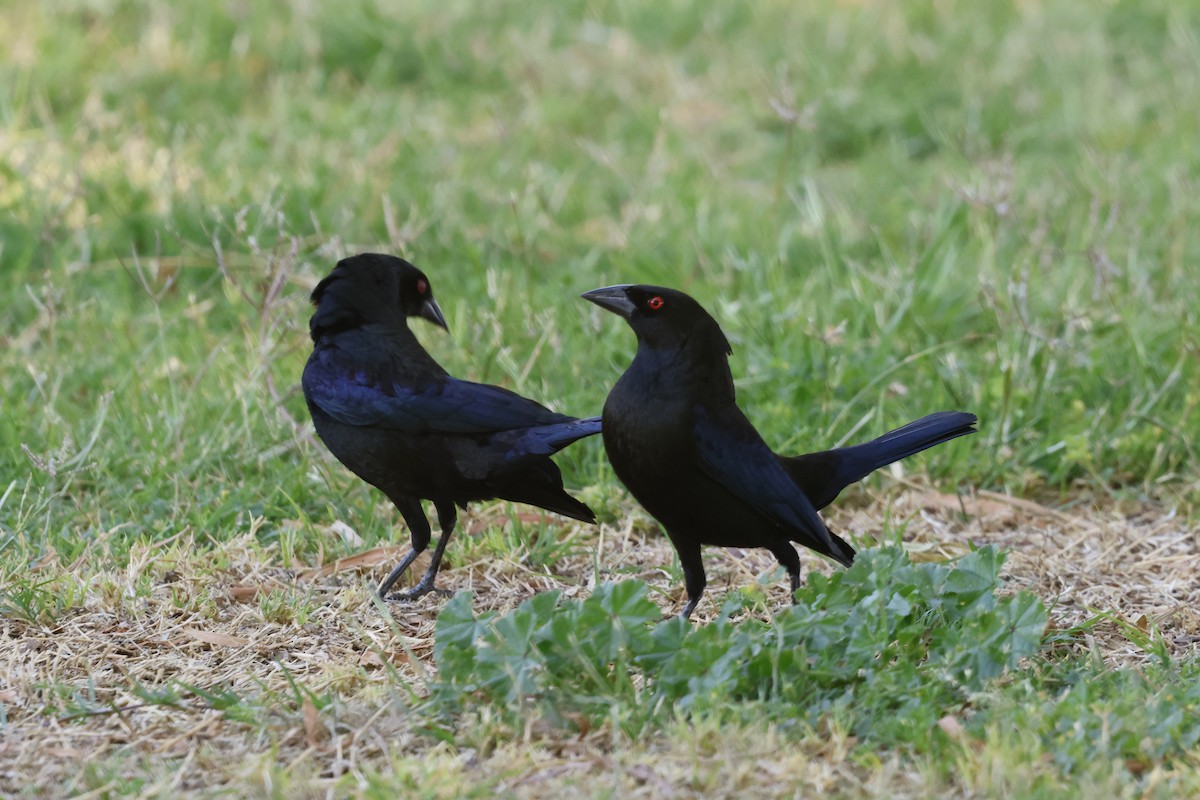 Bronzed Cowbird - Brian Jones