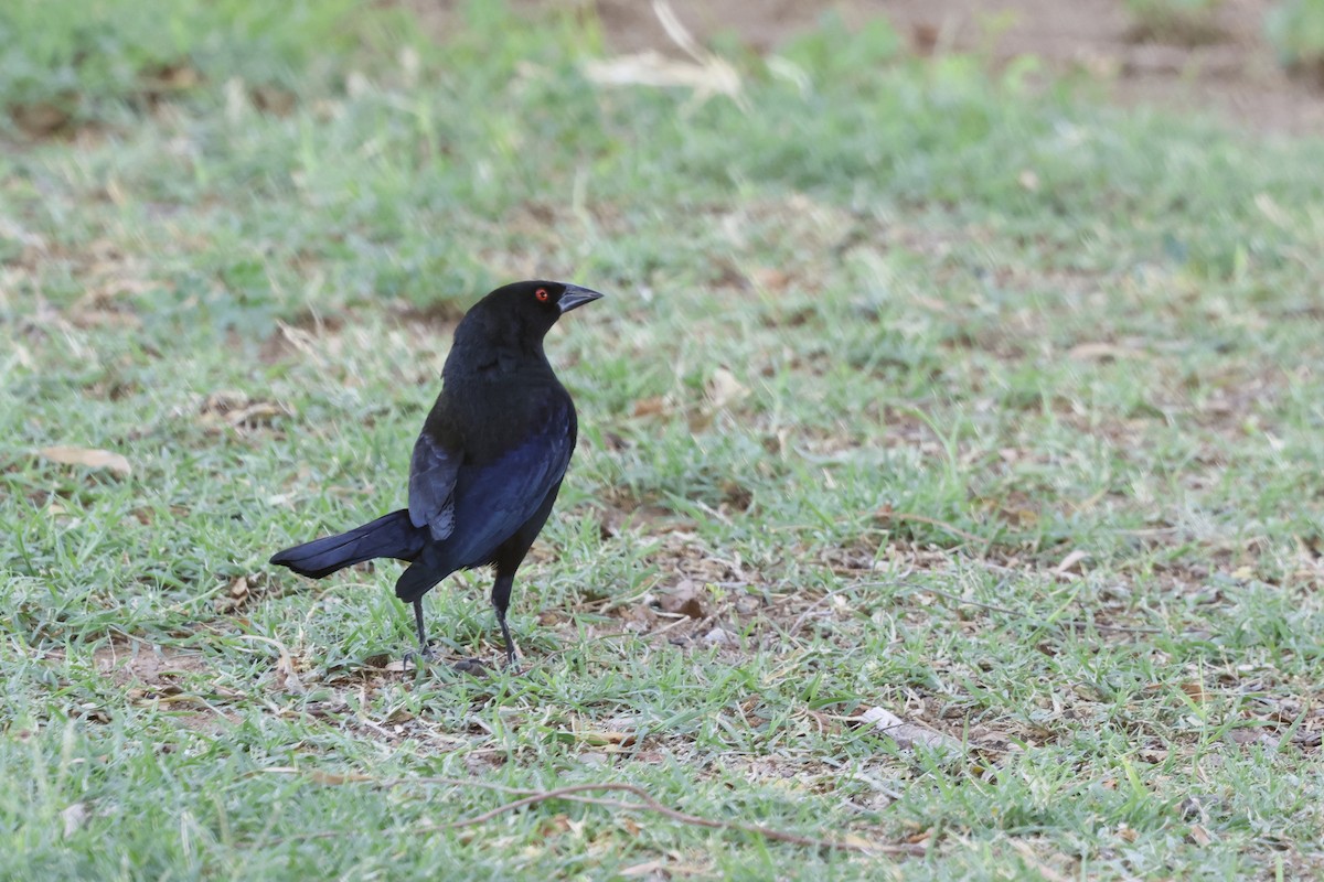 Bronzed Cowbird - Brian Jones