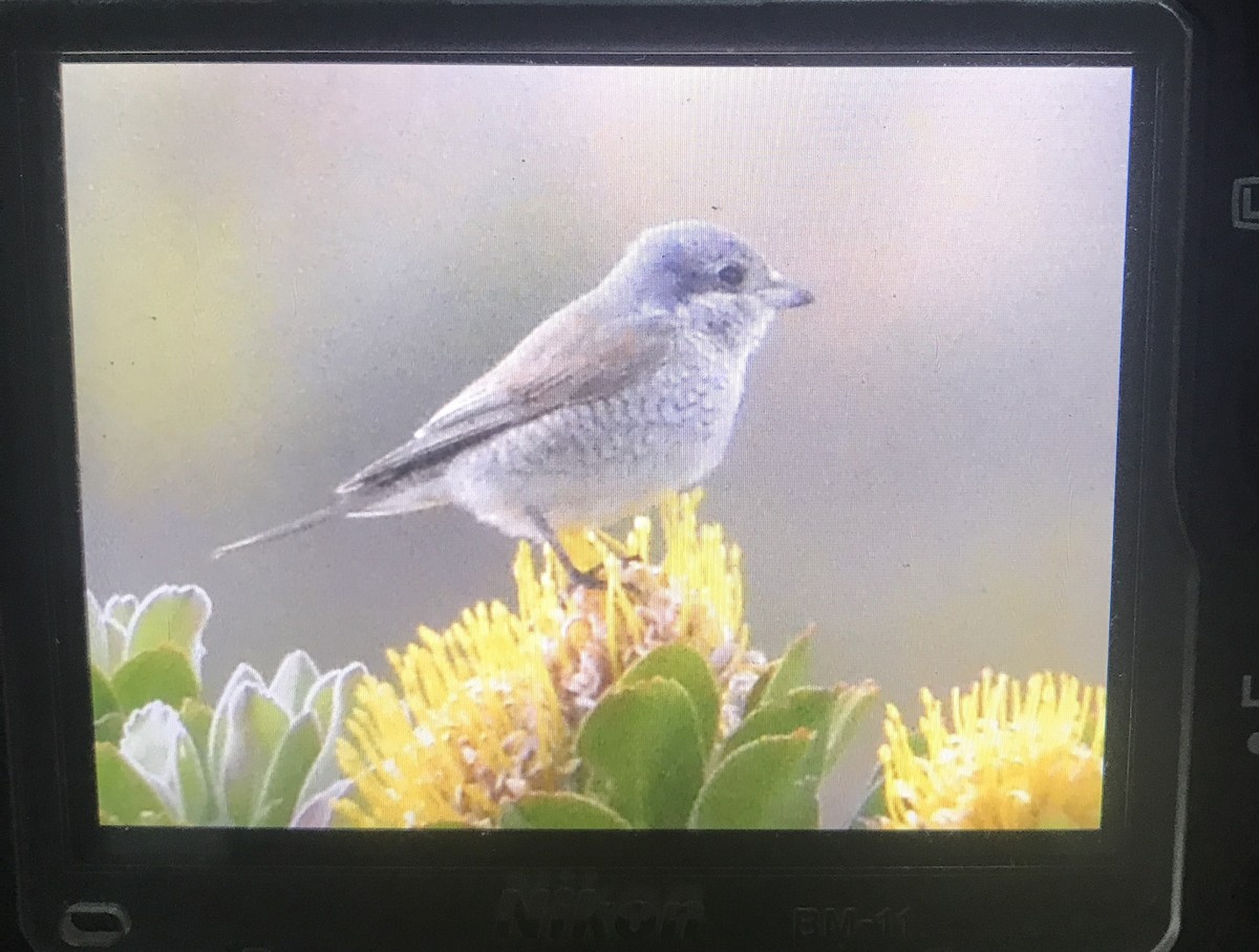 Red-backed Shrike - ML634291249
