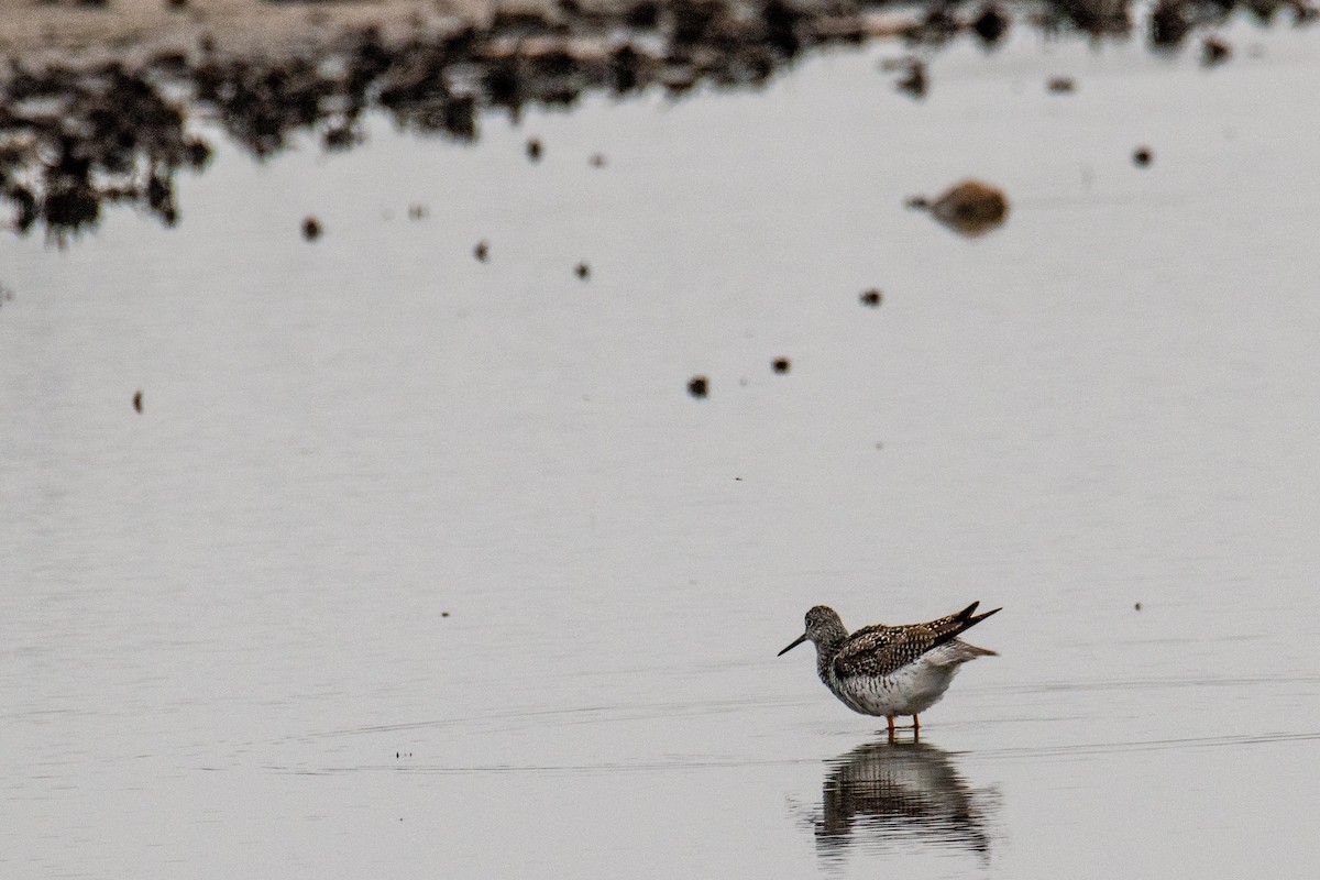 plystresnipe - ML634291302