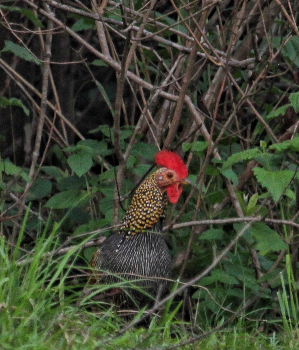 Gray Junglefowl - ML634291310
