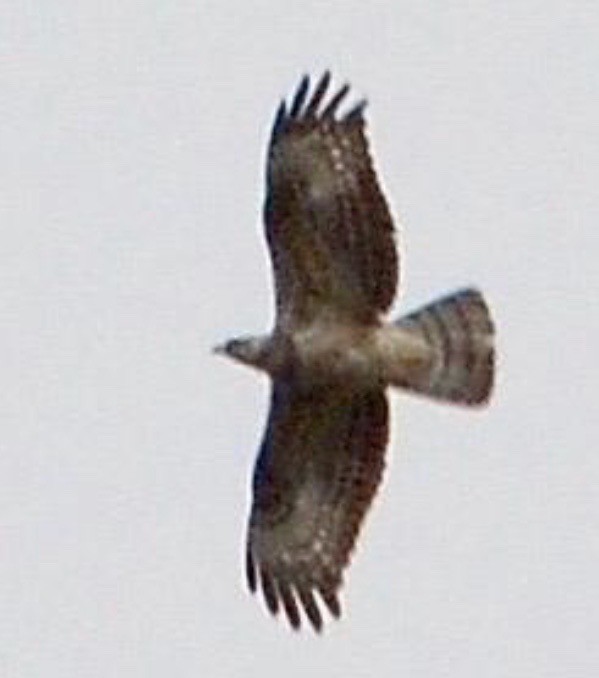 European Honey-buzzard - ML634291313