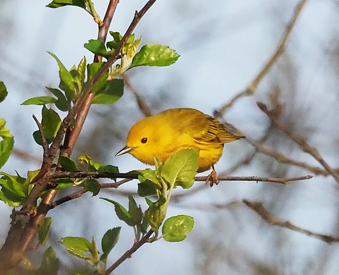 Yellow Warbler - ML634291316