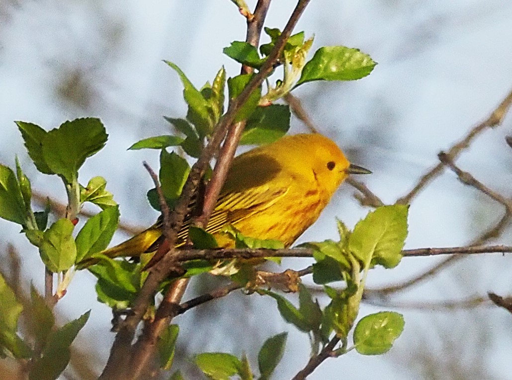 Yellow Warbler - ML634291317
