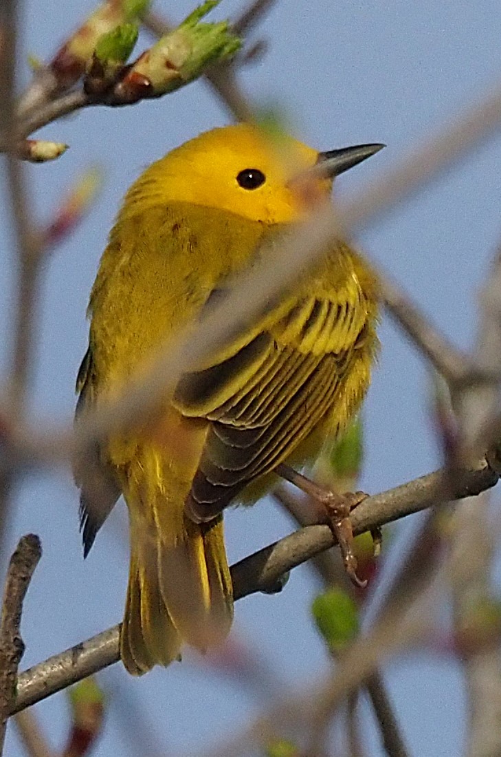 Yellow Warbler - ML634291318