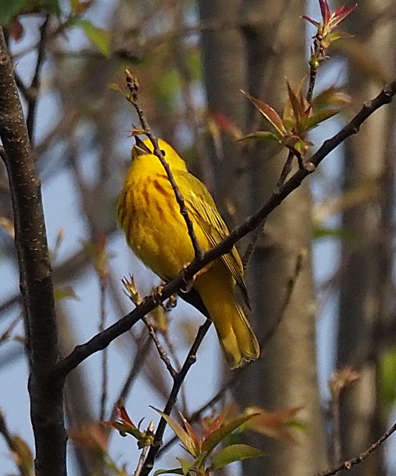 Yellow Warbler - ML634291319