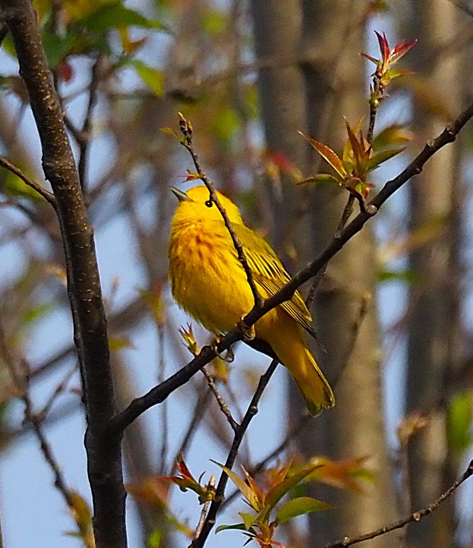 Yellow Warbler - ML634291320