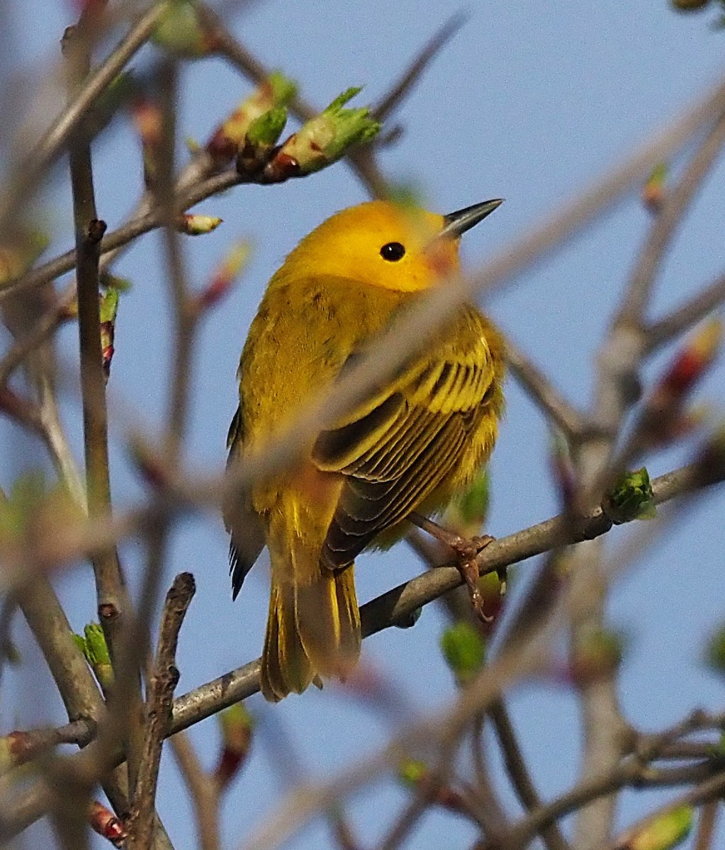 Yellow Warbler - ML634291322