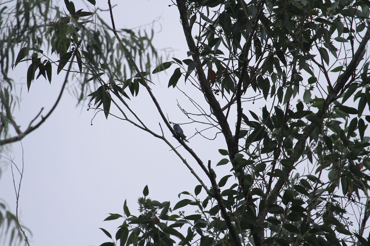 Crested Treeswift - ML634291323