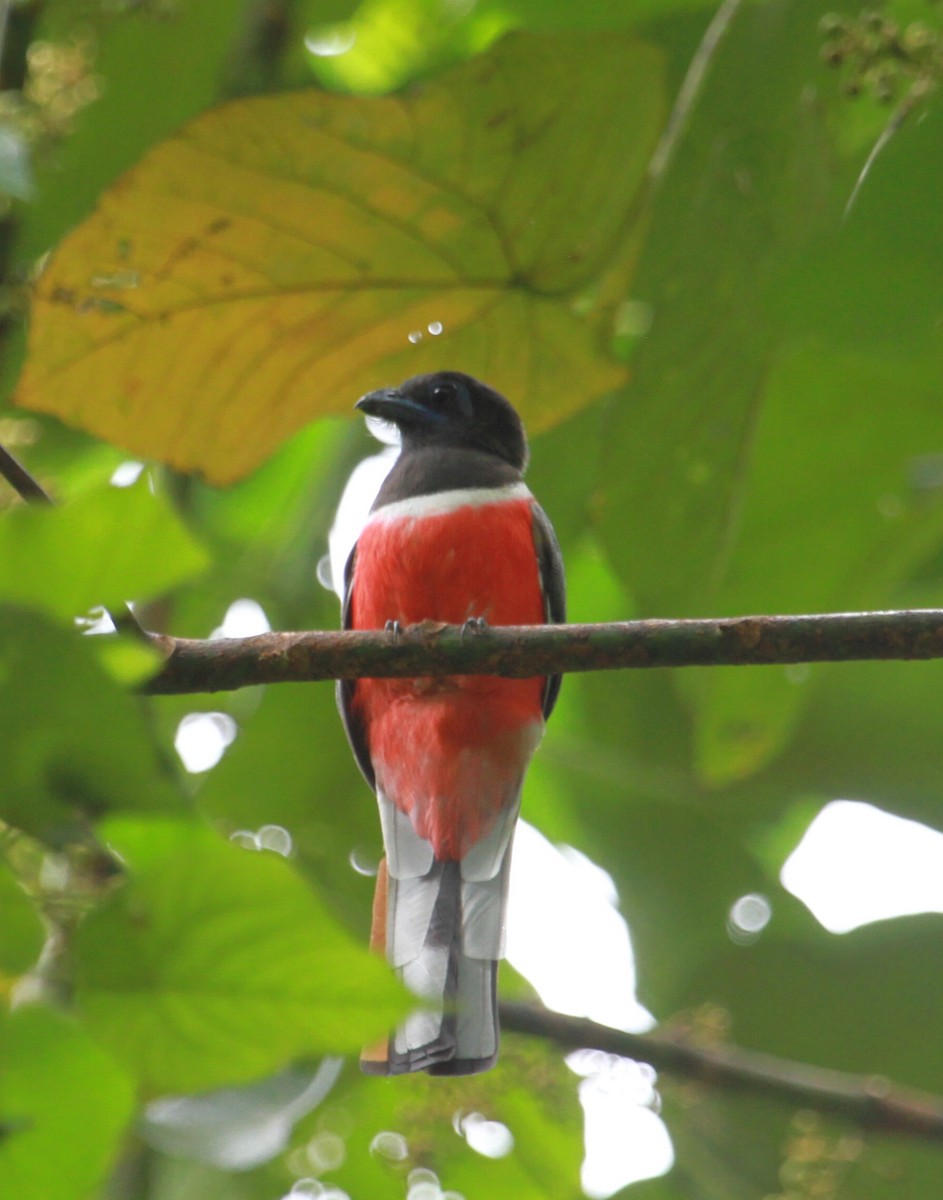 Malabar Trogon - ML634291337