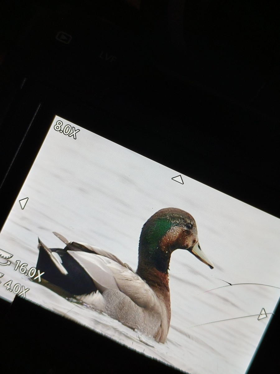 Gadwall x Mallard (hybrid) - ML634291338