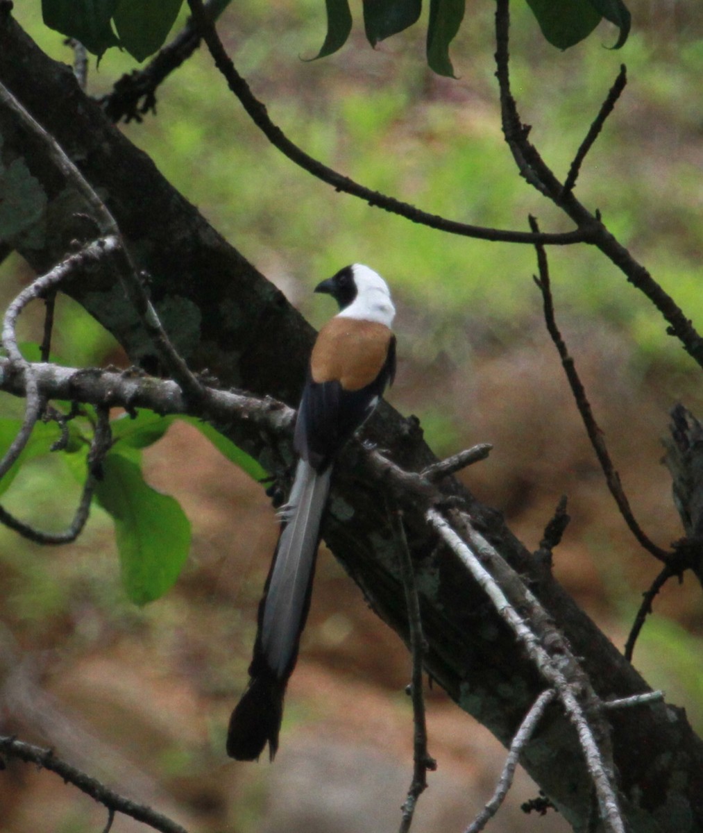 White-bellied Treepie - ML634291360
