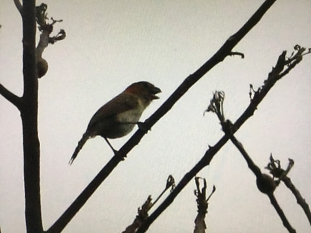 Rufous-headed Parrotbill - ML634291381