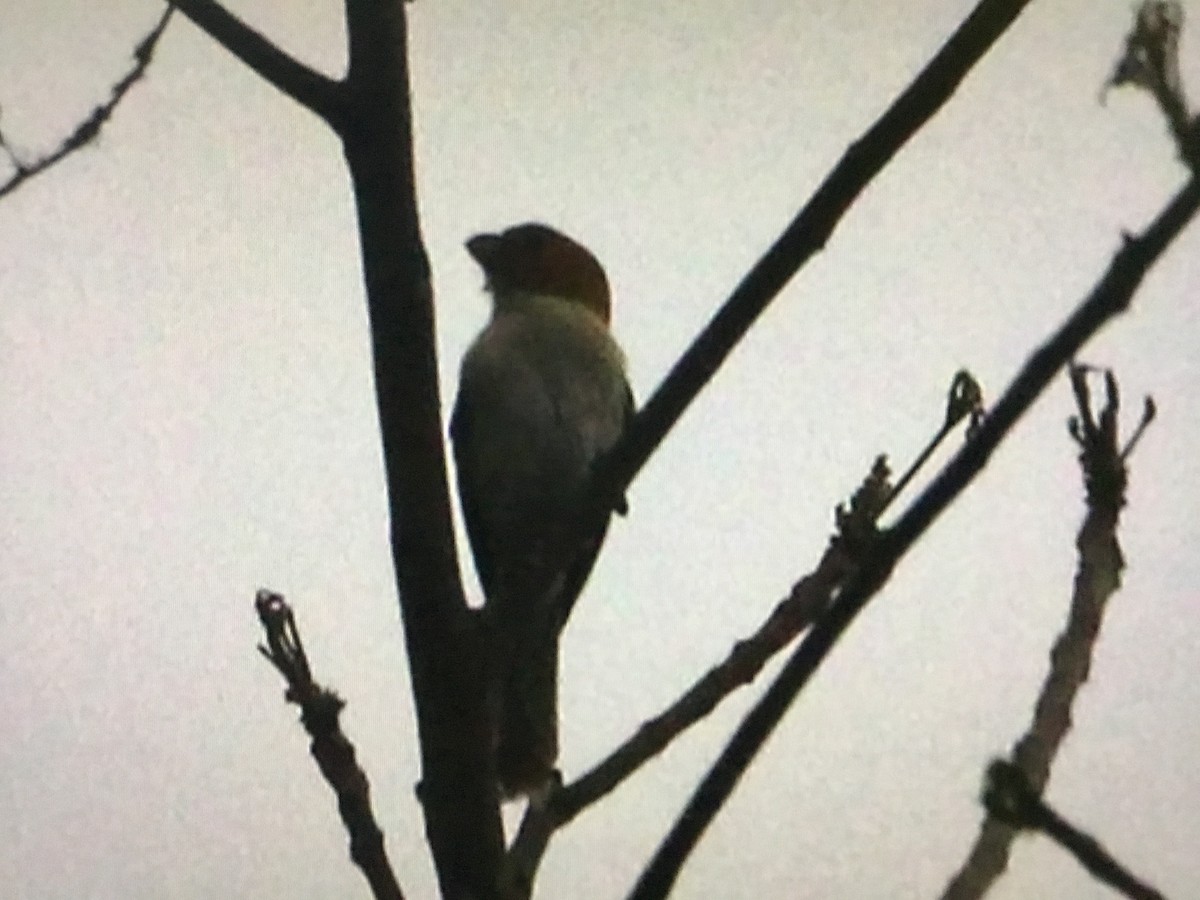 Rufous-headed Parrotbill - ML634291389